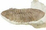 Rare, Delphasaphus Trilobite - Russia #237036-3
